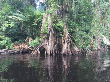 Costa Rica - Black river