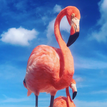 Aruba - Beautiful flamingo's