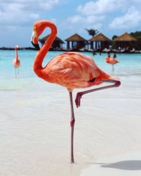 Aruba - Flamingofever