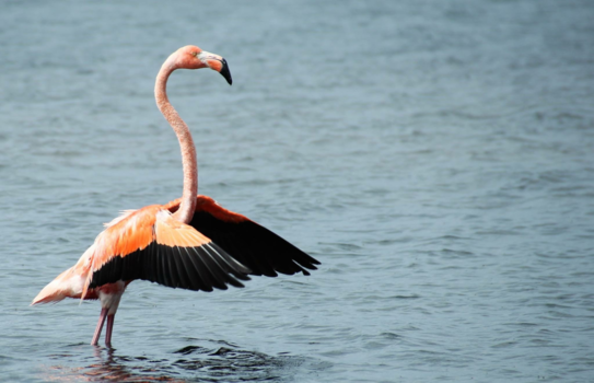 Bonaire - Sla je vleugels uit
