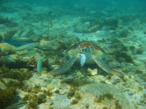 Curaçao - Schildpad met zijn favo lunch