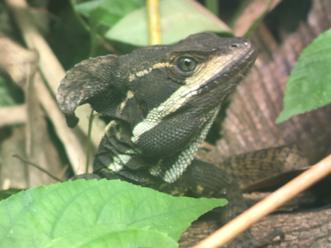 Costa Rica - Manuel Antonio National Park