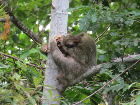 Costa Rica - Perososso
