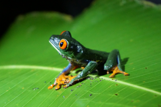 Costa Rica - De Kikkerkoning