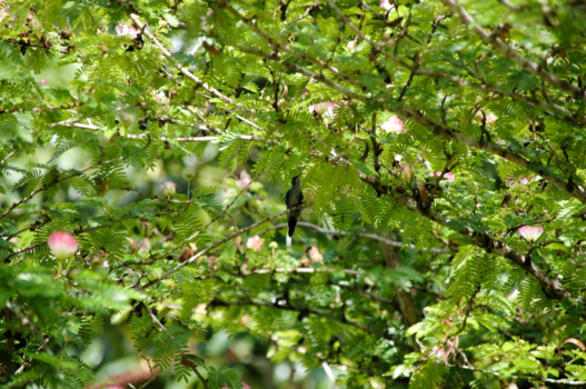 Cuba - De prachtige natuur van Cuba