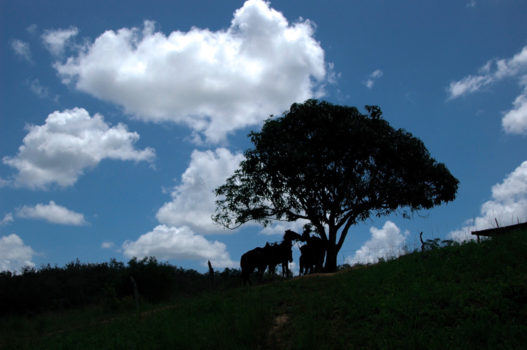 Cuba - Paarden en een oude boom; een mooi contrast tegen de helder blauwe lucht