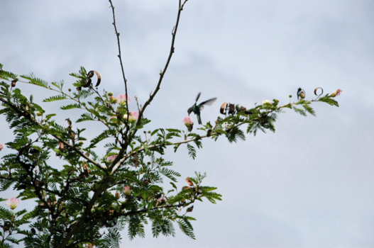 Cuba - Een vogeltje in actie