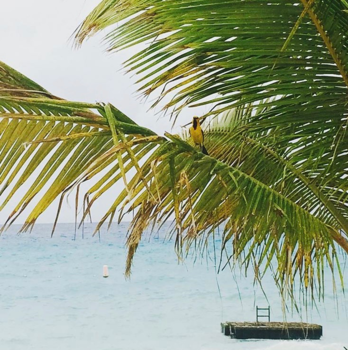 Curaçao - Curacao grote knip