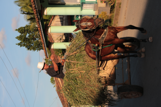 Viñales Valley - Traditional transport