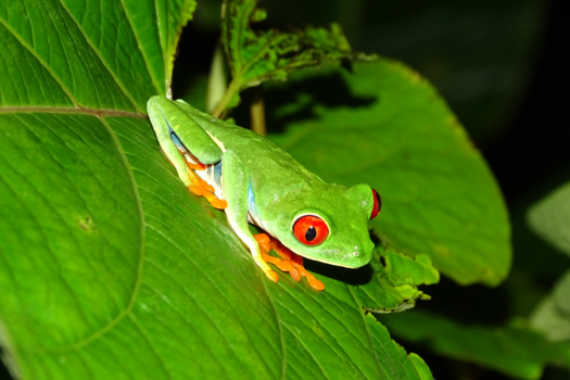 Costa Rica - Roodoogmakikikker