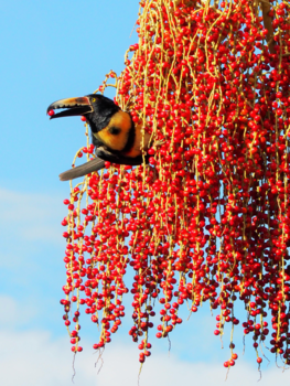 Costa Rica - Een toekan aan het smullen.
