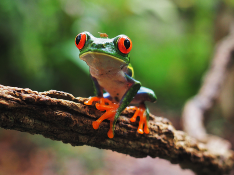 Costa Rica - Een erg moedige wesp op het hoofd van de kikker!