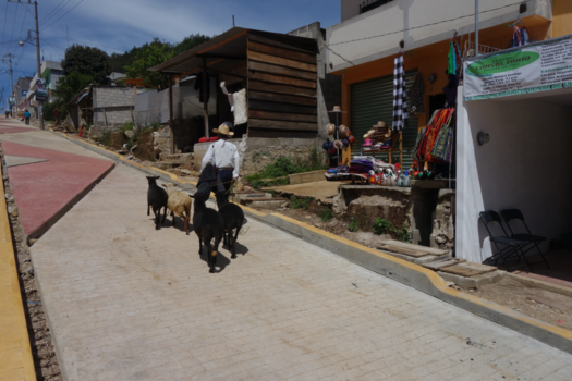 Mexico - Dat is eens wat anders dan de hond uitlaten!