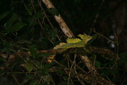 Costa Rica - Draakje