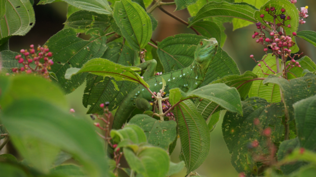 Costa Rica - Incognito