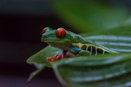 Costa Rica - Red eyed tree frog