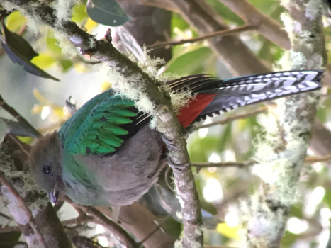 Costa Rica - Quetzal