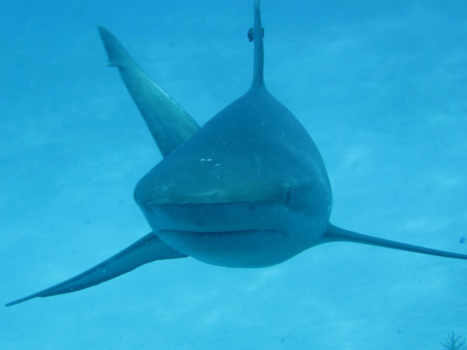 Belize Cayes - Just wanted to say Haai