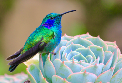 Costa Rica - Rustende Kolibri