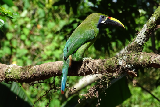 Costa Rica - Emerald Toucanet