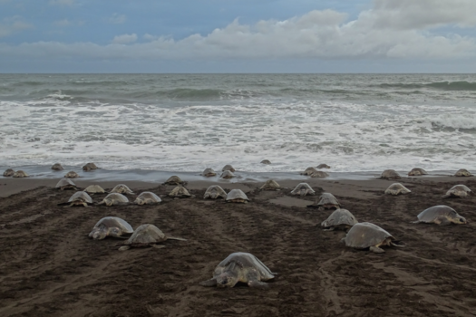 Costa Rica - Arribada Olive Ridley Turtle