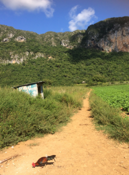 Viñales Valley