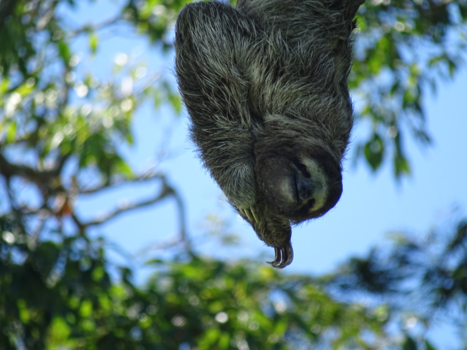 Soberanía National Park - Non-sleeping, moving, camera loving Wild Jungle Sloth! Unheard of(they sleep 17/24h)!