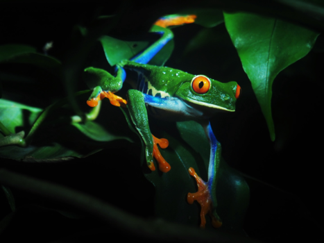 Costa Rica - Mooiste kikker op aarde!