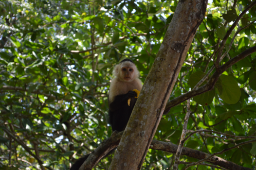 Cahuita National Park - Nieuwsgierig aapje in de boom