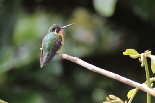 Costa Rica - Monte Verde