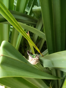 Curaçao - Klein geluk op komst op Curaçao