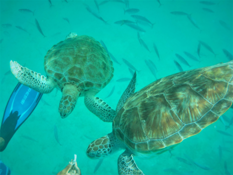 Barbados - Schildpadden voeren