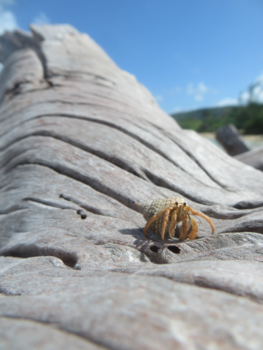 Cuba - Crab in a shell