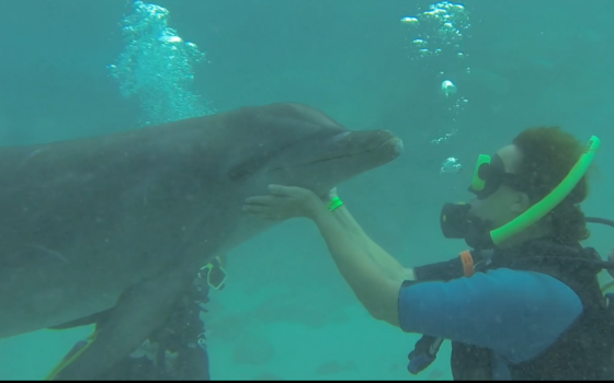 Curaçao Sea Aquarium - Knuffelen met een dolfijn