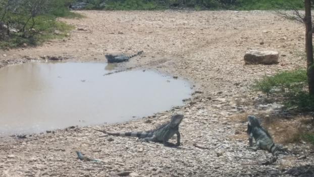 Washington-Slagbaai National Park