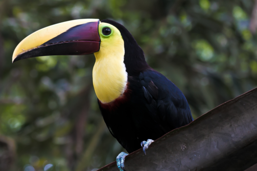 Costa Rica - Toekan in wild