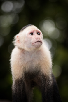 Costa Rica - Kiekeboe!