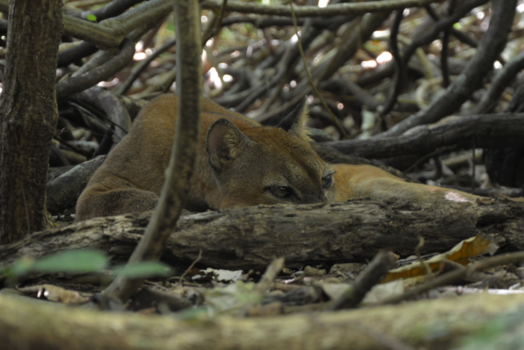 Costa Rica - Poema in Corcovado National Park