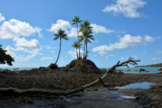 Costa Rica - Resistent palms