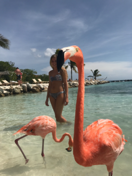 Aruba - Photobomb flamingo