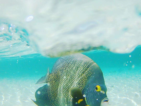 Bonaire - Wayaka beach