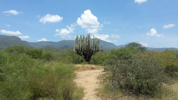 Mexico - Cactusje onderweg in Mexico:)