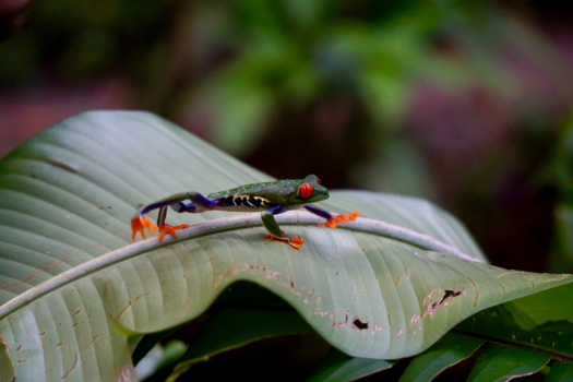 Costa Rica - Kikker gaat op pad
