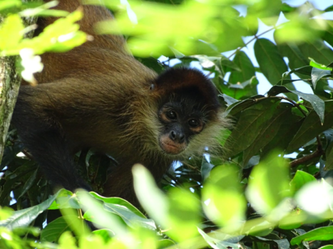 Costa Rica - monkey tortuquero