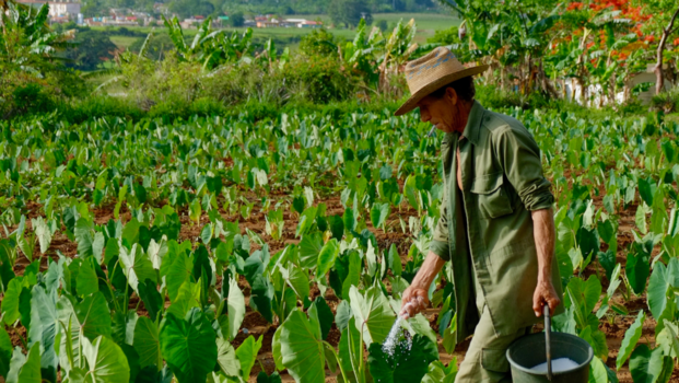 Viñales Valley - Tabak plantage Cuba