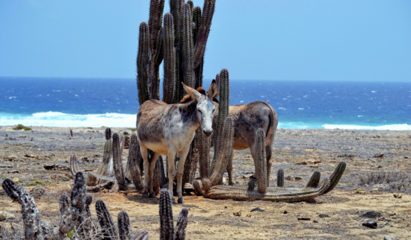 Aruba - Oostpunt Aruba, enkele van de laatste wilde ezels