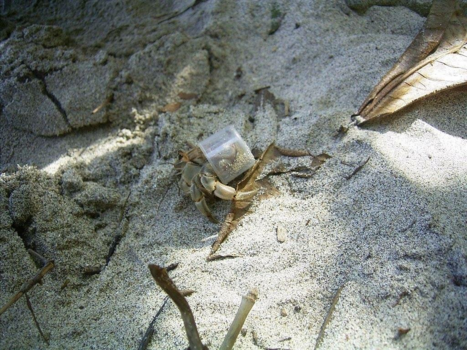 Manuel Antonio National Park - Recycling