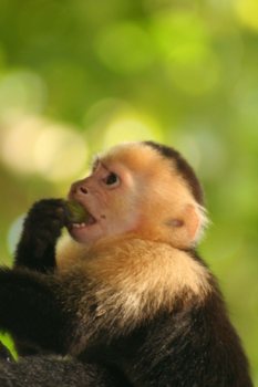 Manuel Antonio National Park - Monkeylife