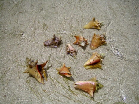 Dominicaanse Republiek