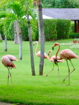 Dominicaanse Republiek - Op een vakantieresort in Diminicaanse Republiek